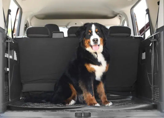 Tierhaare im Auto entfernen – was wirklich hilft (und was nicht)